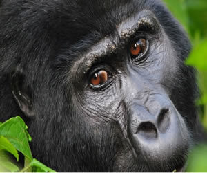 Gorilla Trekking Uganda