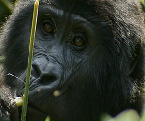 Gorilla Safaris-mt.Rwenzori