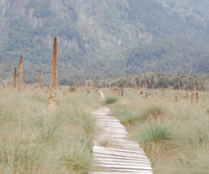 Nature walk in Rwenzori Mountains
