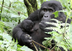 Gorilla Safaris Uganda