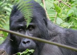 Gorillas Bwindi Uganda