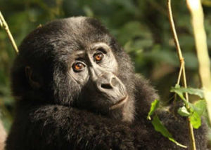 Gorilla Trek Uganda