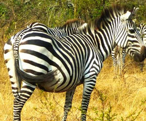 Mt. Rwenzori & wildlife Uganda