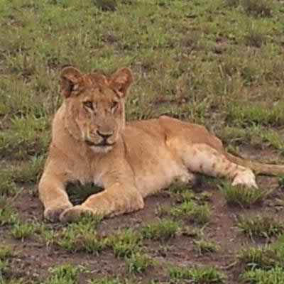 Game Drive in Queen Elizabeth National Park