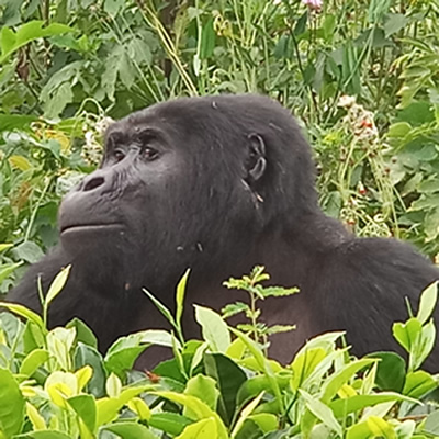 Gorilla Tours Uganda