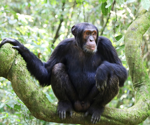 Chimpanzee Tours in Uganda