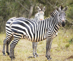 Wildlife Safaris Uganda