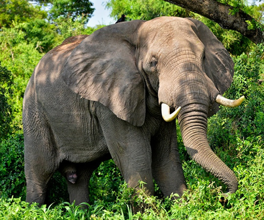 elephants in Uganda