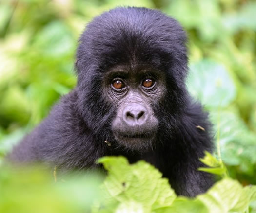 Gorilla Trekking in Uganda