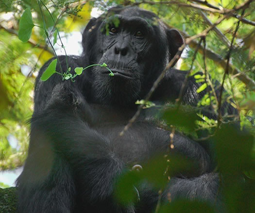 Uganda Chimpanzee Tours