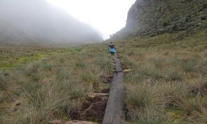 Rwenzori