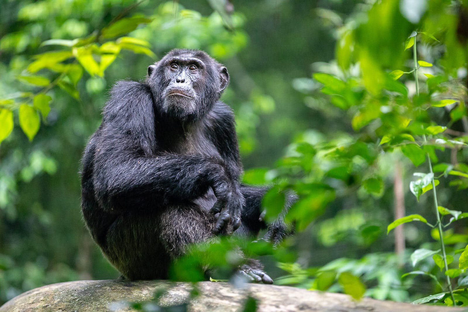 Kinyampanika Chimp Trail