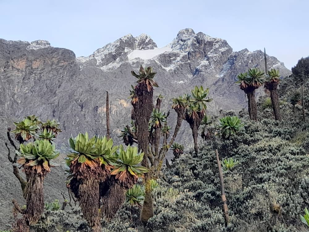 Portal Peaks of the Rwenzori Mountains